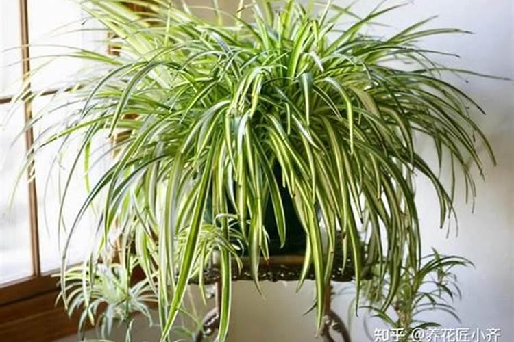 水培吊兰要不要施肥