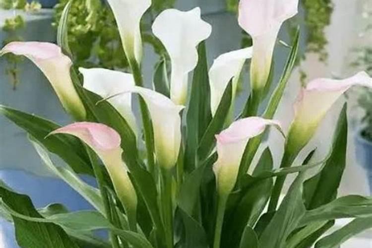 马蹄莲叶子发黄发软怎么办