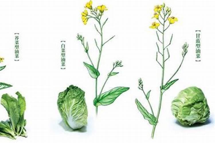 油菜上什么化肥最好