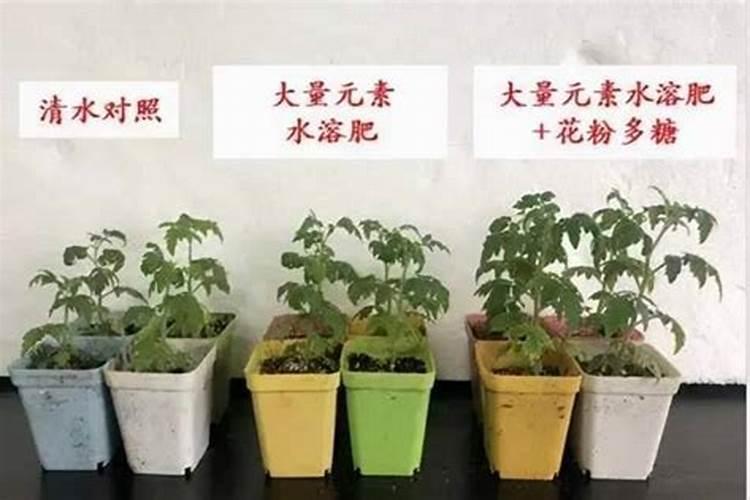 海藻多微缓释氮肥的作用与功效