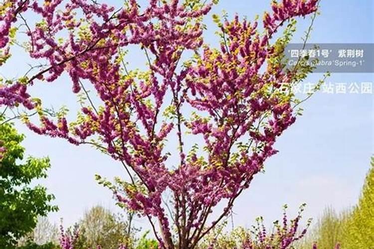 紫荆这种植物,怎么养才能更旺？