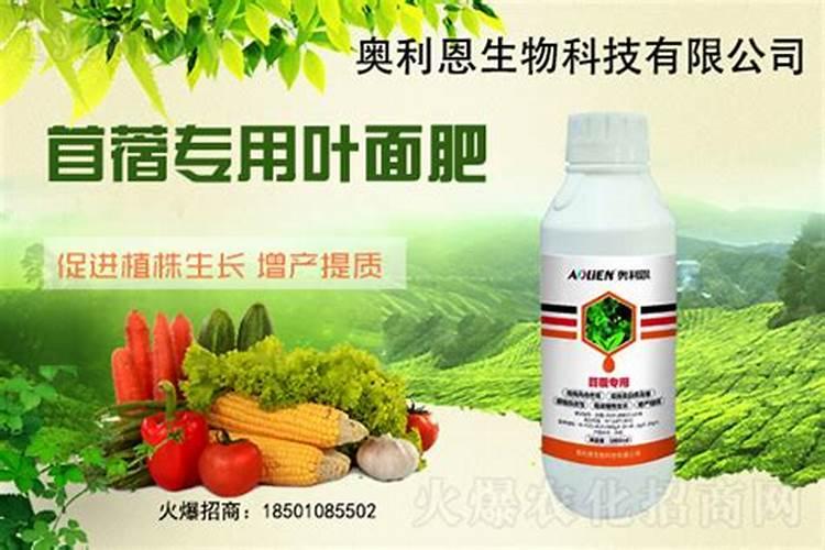 铁杆山药发芽了能种不