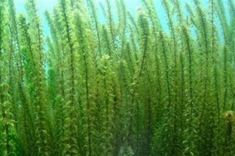 生物硒利用的是哪一种技术工艺