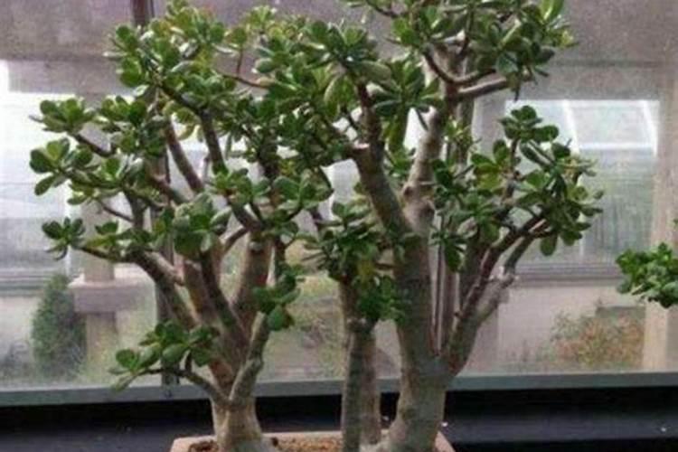 怎么样自制钙肥？