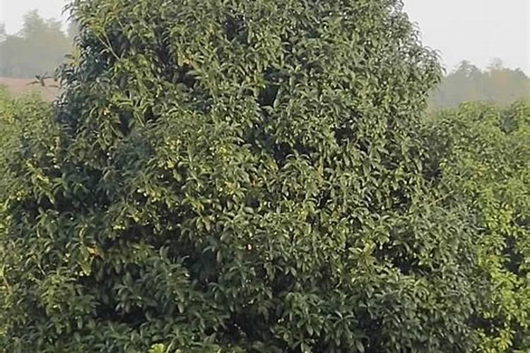 桂花树用什么肥料最好