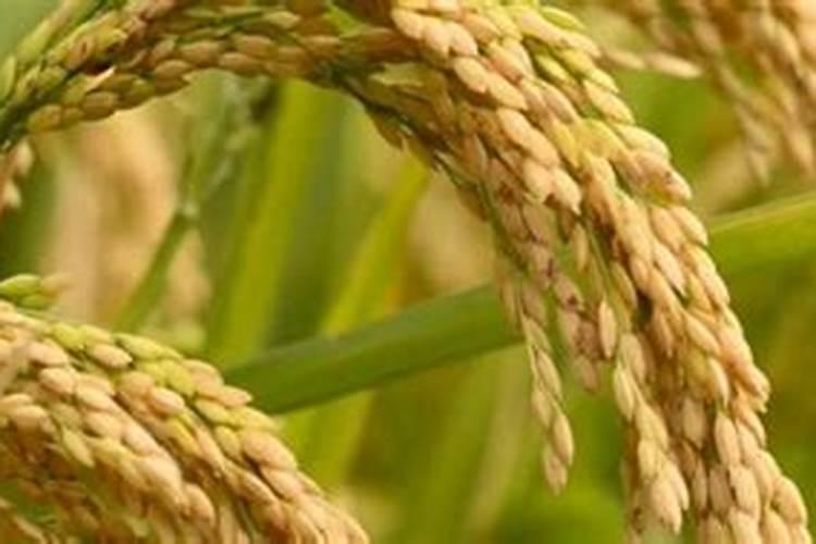 水稻氮肥过多会有哪些危害,如何判断和补救这种情况？