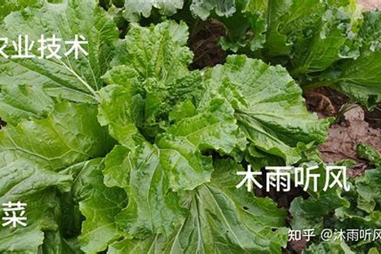 缺氮的植物有什么症状