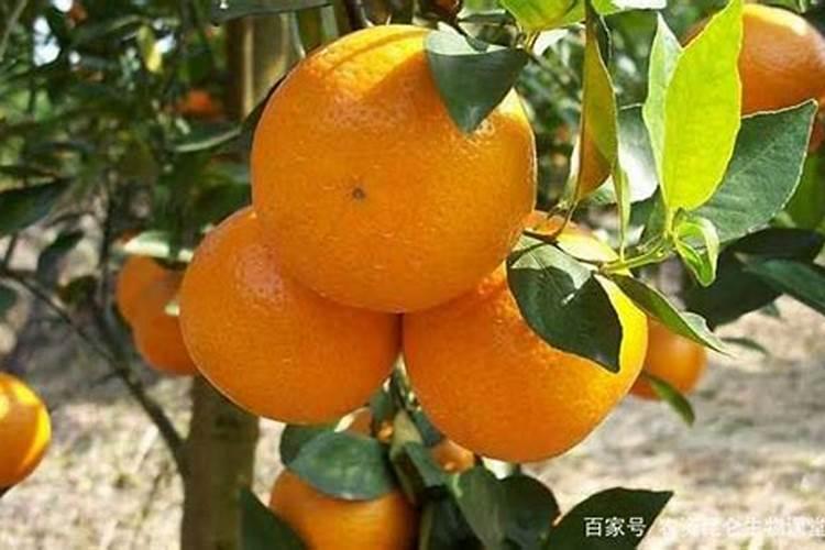 橘子树冬天施什么肥