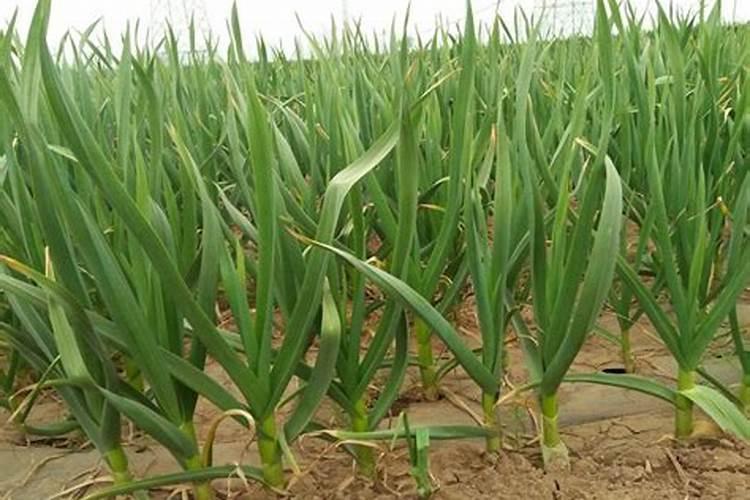 腐植酸钾销售渠道