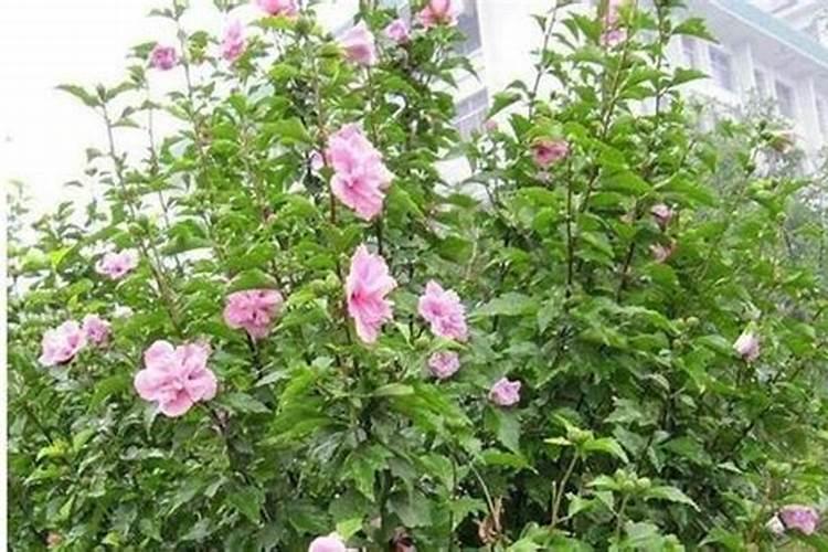 木槿花需要什么肥料