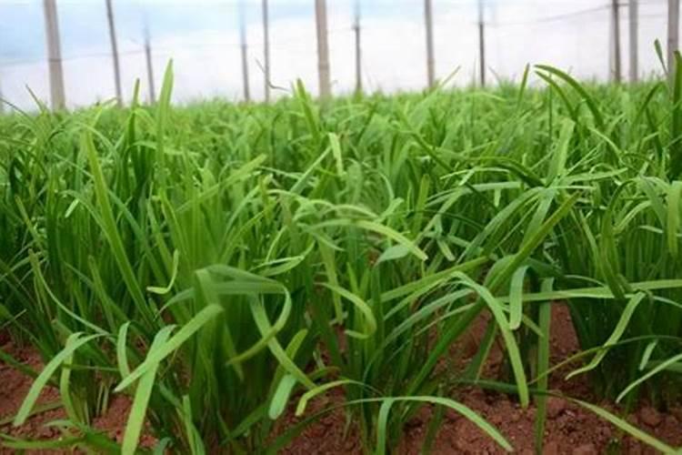 韭菜施什么肥料长的粗壮？韭菜可以收割几次？