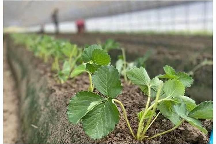 草莓苗栽下去几天可以施肥