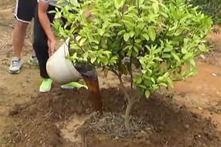 磷酸二氢钾使用方法