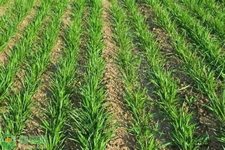 小麦专用肥和尿素哪个增产明显