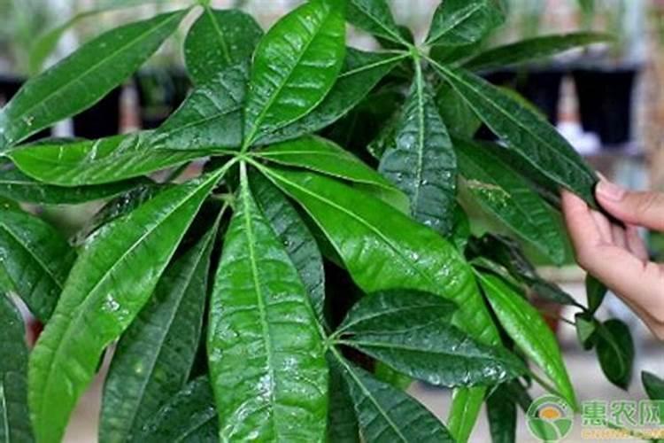 磷肥适合浇什么花