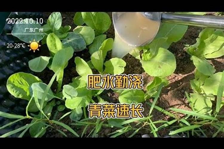 小葱可以撒尿素吗