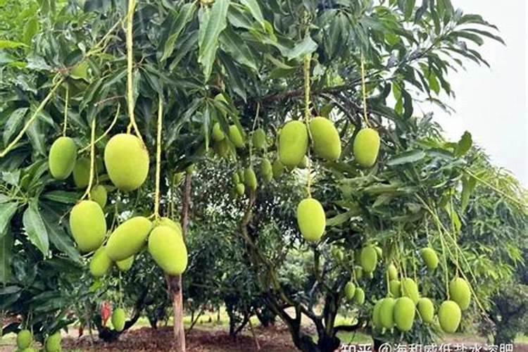 芒果苗用什么肥料长得快？