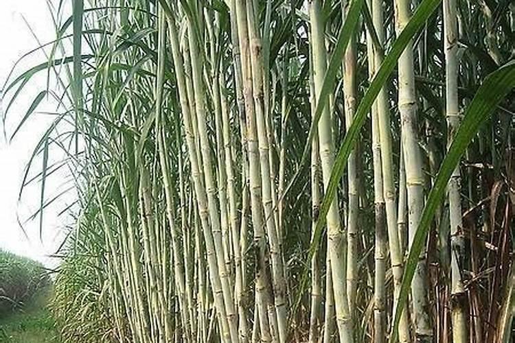 甘蔗多久施一次肥 施肥时间和方法