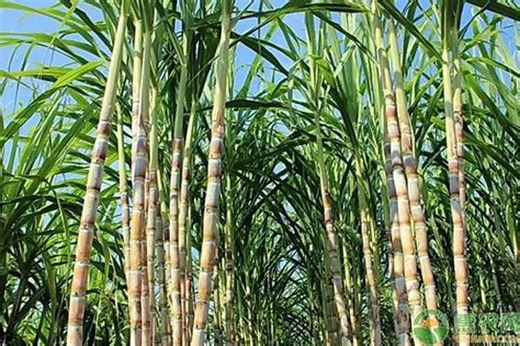 甘蔗多久施一次肥