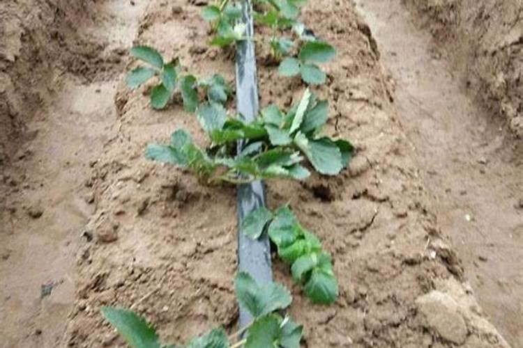 豆瓣绿怎么施肥