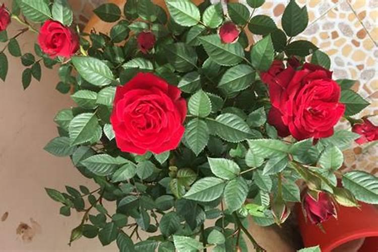 月季花怎么使用复合肥