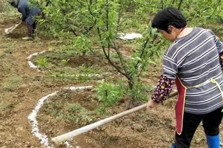 小金豆什么意思