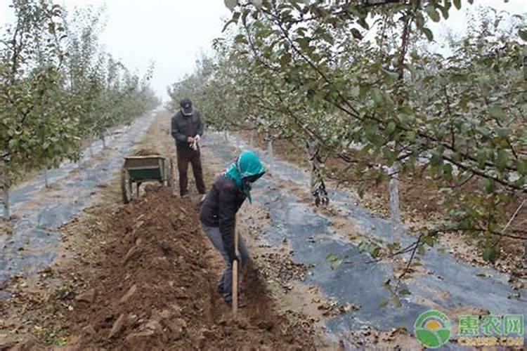 树木移栽之后这样进行养护管理？