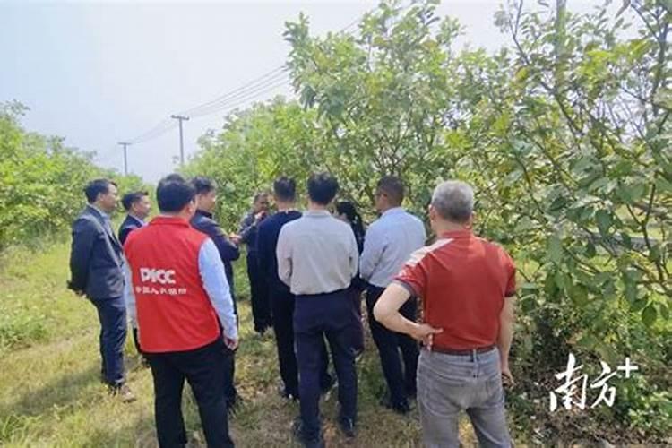 水东芥菜的生产情况