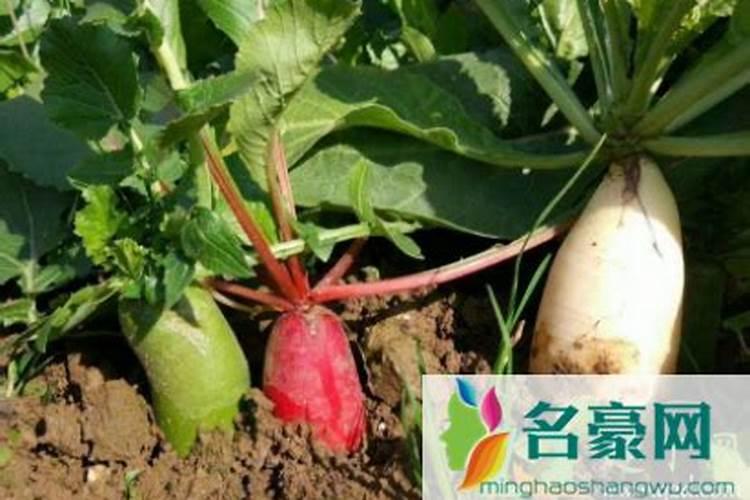 水稻生长需要微量元素肥料吗
