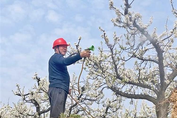 无硼难坐果,果树花前要补硼,叶面硼肥有多种,果农该如何选？