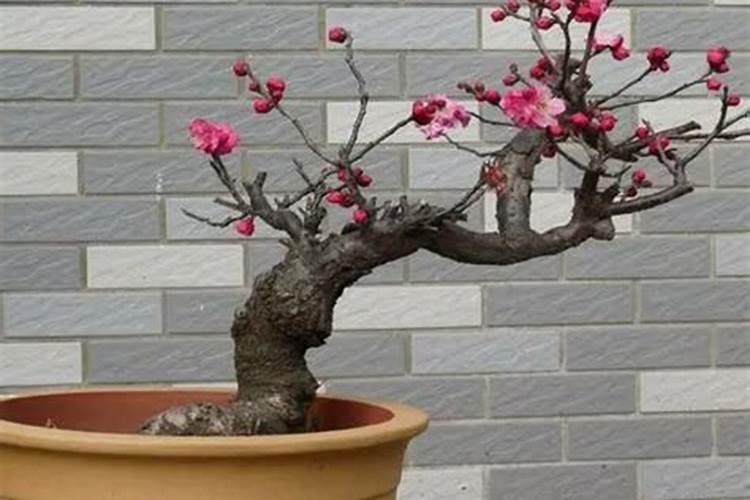 梅花开完花后如何养护