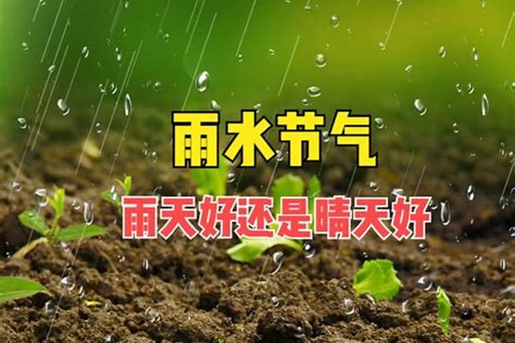 红苋菜晴天能淋氮肥吗？