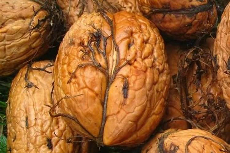 核桃施肥管理技术要点:核桃树施什么肥最好