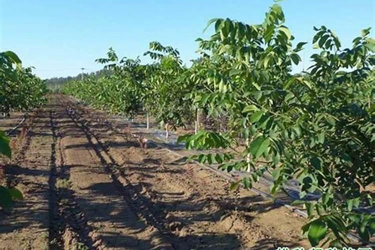 核桃树要怎样追肥？