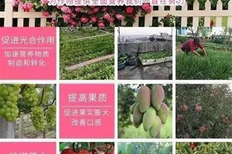 磷肥对果树的作用是什么