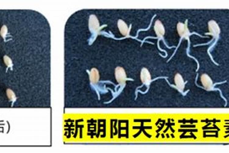 空心菜施什么肥长得快又嫩