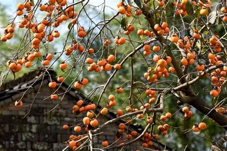 曾经火爆的千禾味业、安琪酵母如今怎么样了？