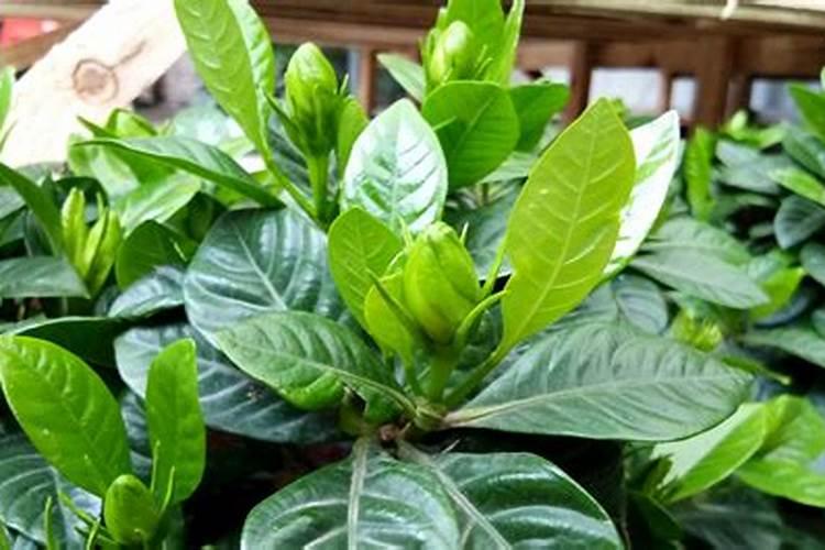 养栀子花的肥料 栀子花最好的肥料是什么怎么施