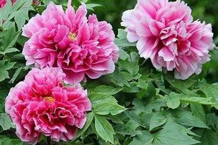 牡丹施肥用什么肥料合适 种植牡丹花四大高效肥料