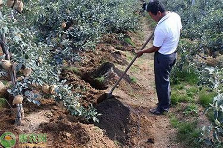 下雨前施肥还是下雨后施肥