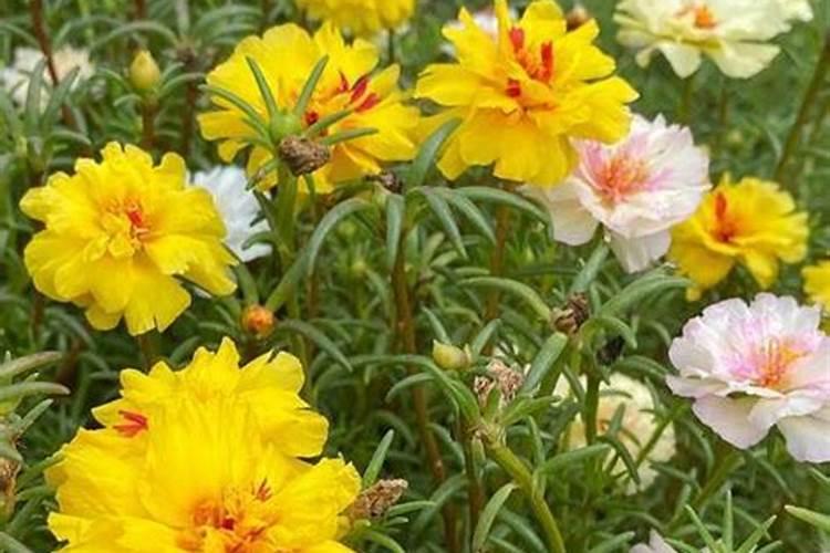 花上什么肥料好 家庭养花十大最好花肥