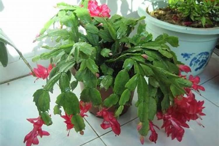 玉米大喇叭口期打什么药