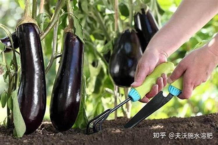 三角梅如何催花,,正确的施肥方法