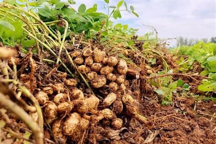 “种花生”用什么肥料最好？