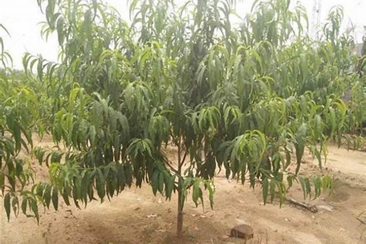 桃树什么时候施基肥效果最好