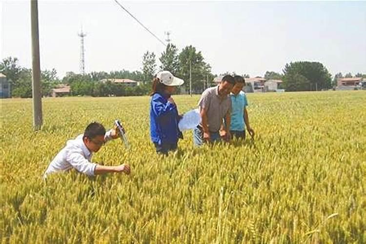 小麦第二水什么时候浇最好