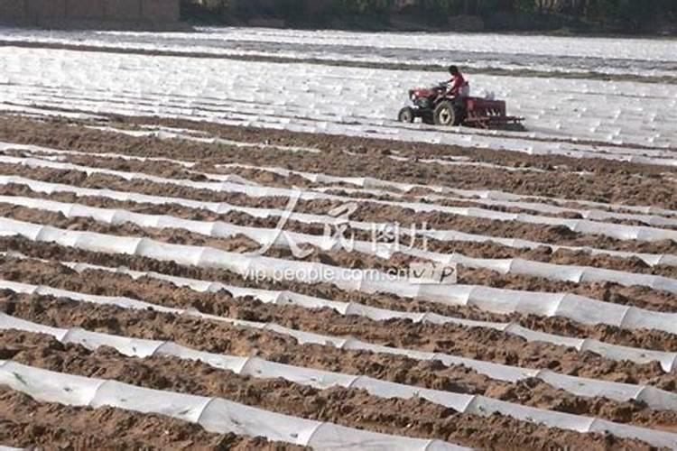 花生有哪些施肥技术 花生养殖技巧总结