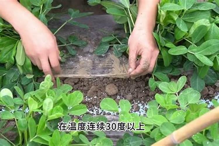 地膜花生该如何施肥？