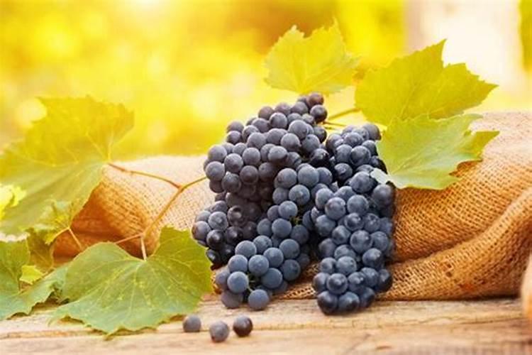 葡萄盆栽技术肥水管理