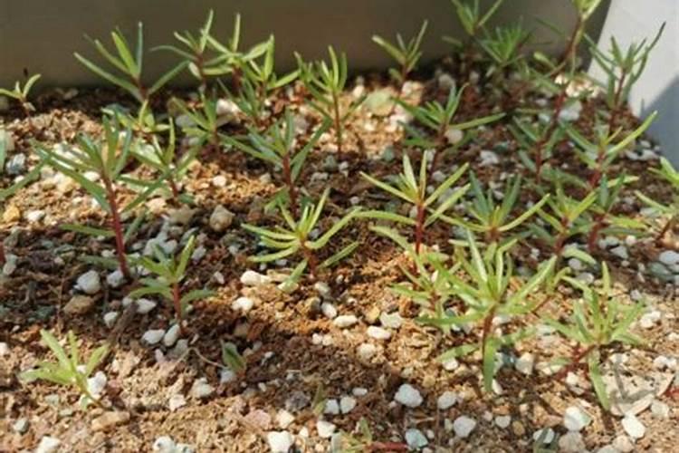 太阳花扦插多久后可以施肥